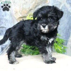 Darla/Miniature Schnauzer									Puppy/Female	/July 5th, 2024,Meet this adorable Miniature Schnauzer puppy with a natural tail and natural ears! This rare beauty comes up to date on shots and dewormer and vet checked! Both parents are our family pets and the puppies are very well socialized with children. If you are looking for a frisky, sweet, and attention motivated little puppy contact us today! 