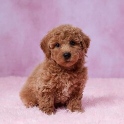 Chewie/Bich-Poo									Puppy/Male	/7 Weeks,Meet Chewie! This cute Bichpoo puppy is well socialized, loves to romp and play and will be sure to capture your heart with his puppy Kisses and sweet nature! Chewie was born on July 13 to Molly (Bichon Frise) and Copper (red mini poodle) Mom weighs 10lbs and Dad 11 Ibs so we’re expecting Chewie to weigh 10 to 12 lbs full grown. He is up to date on vaccines and dewormer, plus comes with a 30 day health guarantee provided by the breeder! All paperwork, food, blanky   toy will be send along with Chewie to his new home.