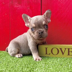 Duke/French Bulldog									Puppy/Male	/9 Weeks,Duke is a cute little lilac tan AKC registered frenchy puppy! Up to date with all shots and dewormings. Was born 7/03/24. Family raised and well socialized! Delivery is available! Contact us today to get your new family member!