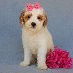 Emmy/Mini Goldendoodle									Puppy/Female	/7 Weeks,Prepare to fall in love !!! My name is Emmy and I’m the sweetest little F1b mini goldendoodle looking for my furever home! One look into my warm, loving eyes and at my silky soft coat and I’ll be sure to have captured your heart already! I’m very happy, playful and very kid friendly and I would love to fill your home with all my puppy love!! I am full of personality, and I give amazing puppy kisses! I stand out way above the rest with my beautiful red and white coat! I will come to you vet checked, microchipped and up to date on all vaccinations and dewormings . I come with a 1-year guarantee with the option of extending it to a 3-year guarantee and our puppies also come with 30 days of pet insurance! My mother is Sadie, our 35#mini goldendoodle with a heart of gold and my father is Atlas, our handsome 16#AKC red abstract mini poodle and he has been genetically tested clear! Both of my parents are very sweet and kid friendly which will make me the same and they are available to meet!! I will grow to approx 20-25# and I will be hypoallergenic and nonshedding! Why wait when you know I’m the one for you? Call or text Martha to make me the newest addition to your family and get ready to spend a lifetime of tail wagging fun with me! (7% sales tax on in home pickups)