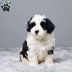 Salley/Mini Sheepadoodle									Puppy/Female	/8 Weeks,Woof woof! Hi there, I’m Salley, your future best friend! I’m a Mini Sheepadoodle. I’ve been raised with so much love from my awesome family, and I’m all set to bring that love to my forever home—you! 