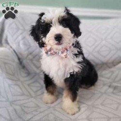 Maximus/Bernedoodle									Puppy/Male	/12 Weeks,Meet Maximus, one of our cute mini bernedoodle puppies. He has a sponky -sweet disposition. He is great with children and other animals. Hercules is expected to weigh approximately 30-40 lbs. He comes with his certification from the vet, his first set of vaccinations, up to date on dewormer, and a puppy starter kit. He has also been introduced to potty training.