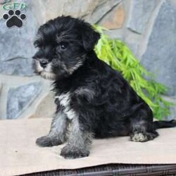 Darla/Miniature Schnauzer									Puppy/Female	/July 5th, 2024,Meet this adorable Miniature Schnauzer puppy with a natural tail and natural ears! This rare beauty comes up to date on shots and dewormer and vet checked! Both parents are our family pets and the puppies are very well socialized with children. If you are looking for a frisky, sweet, and attention motivated little puppy contact us today! 