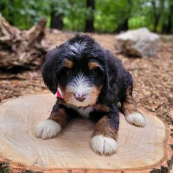 Penny/Mini Bernedoodle									Puppy/Female	/July 20th, 2024,Beartown Doodles is excited to introduce Penny, a sweet mini bernedoodle puppy raised with lots of love. Penny would love to have someone to be his furever companion. Mama Sophie did an amazing job raising this litter, she is a 35lb mini bernedoodle who is very loving and affectionate. Maxey (Dad) is a super friendly 45 lb mini bernedoodle. Both parents are genetic health tested giving you peace of mind that you will be getting a healthy puppy. 