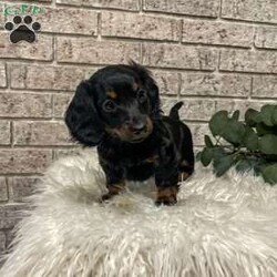 Carly/Dachshund									Puppy/Female	/7 Weeks,Meet Carly. This adorable mini long haired Dachshund puppy is well socialized and raised in a family home. She is vet checked, up to date on shots, and dewormed. 