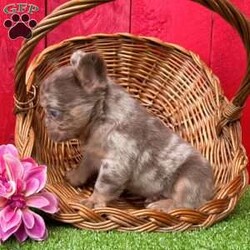 Amanda/French Bulldog									Puppy/Female	/12 Weeks,Amanda is a gorgeous Isabella tan merle visual fluffy Akc registered frenchy puppy! Carries blue chocolate no pied no brindle! Up to date with all shots and dewormings. Was born 6/12/24. Family raised and well socialized! Delivery is available! Contact us today to get your new family member! 