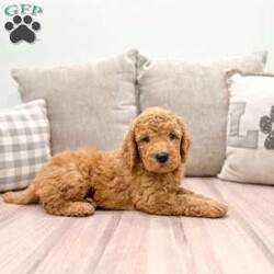 Charlie/Mini Goldendoodle									Puppy/Male	/6 Weeks,This sweet and adorable Mini Goldendoodle is looking for a forever family! Dad “Max” and Mom “Ginger”are both Mini Goldendoodles!