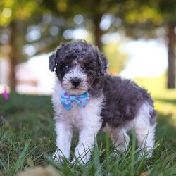 Jasper/Miniature Poodle									Puppy/Male	/7 Weeks