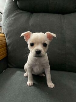 Adopt a dog:Wendy/Chihuahua/Female/Baby,Wendy girl is such a sweetie pie! 8 week old chi mix pupper that is ready to find her forever family. UTD on shots and loves all. Apply to meet this tiny little girl today! www.hindeanimalsafehaven.org  KL18435