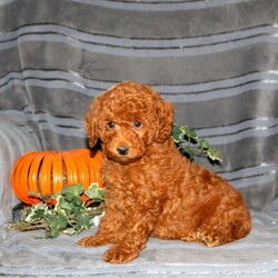 Patches/Miniature Poodle									Puppy/Male	/8 Weeks,Here is Patches, a perfectly precious Miniature Poodle puppy available to a forever family! This well socialized and family raised cutie will be a lovable sidekick. Patches comes home with a health guarantee provided by the breeder. Plus, he has been seen by a vet and is up to date on shots and de-wormer. Learn more and schedule a visit to meet Patches by calling Benuel Fisher today!