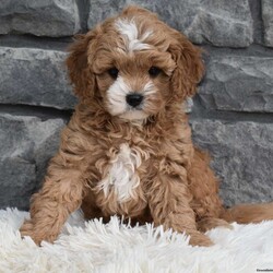 Mason/Cavapoo									Puppy/Male	/8 Weeks