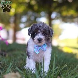 Jasper/Miniature Poodle									Puppy/Male	/7 Weeks,Meet Jasper, an adorable Mini Poodle with a heart full of charm. Bursting with energy, he’s always up for fun and adventure, making every moment exciting. His intelligence and loving personality allow him to connect with those around him, quickly becoming a favorite. Whether he’s chasing after his favorite toy or snuggling up for cozy downtime, his playful yet gentle nature makes him an ideal companion for any loving family!