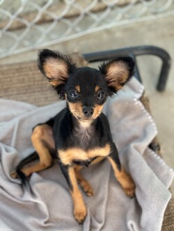 Adopt a dog:BABY SHIRLEY/Chihuahua/Female/Baby,Baby Shirley is adorable girl who is shy but friendly and good with other dogs. Shirley is an absolute sweetheart who loves to play, but also enjoys a good snuggle.  She is a fantastic listener and is always up for an adventure.  Baby Shirley came to us from a shelter with her sister.  Again she is shy but her sweet and friendly demeanor quickly won over the volunteers. She is looking for a family who is willing to teach her right from wrong and make a lifetime commitment.   In the meantime she is hanging out with her sister Laverne.  If you're looking for a fun-loving and affectionate companion, Baby Shirley is the perfect addition to your family!    She currently weighs 5.10 lbs and is about 3 1/2 -4 months old as of Sept 1  2024 


How to Adopt a Dog from ARF
Animal Rescue of Fresno is a Volunteer Managed & Operated Dog Rescue.
We are available by Appointment Only.  
Adoptions begin with an Approved Application you can find the application at our website at www.arf-fresno.com 


Application can be found in the drop-down menu above, click 