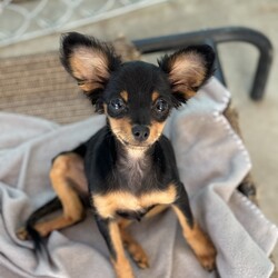 Adopt a dog:BABY SHIRLEY/Chihuahua/Female/Baby,Baby Shirley is adorable girl who is shy but friendly and good with other dogs. Shirley is an absolute sweetheart who loves to play, but also enjoys a good snuggle.  She is a fantastic listener and is always up for an adventure.  Baby Shirley came to us from a shelter with her sister.  Again she is shy but her sweet and friendly demeanor quickly won over the volunteers. She is looking for a family who is willing to teach her right from wrong and make a lifetime commitment.   In the meantime she is hanging out with her sister Laverne.  If you're looking for a fun-loving and affectionate companion, Baby Shirley is the perfect addition to your family!    She currently weighs 5.10 lbs and is about 3 1/2 -4 months old as of Sept 1  2024 


How to Adopt a Dog from ARF
Animal Rescue of Fresno is a Volunteer Managed & Operated Dog Rescue.
We are available by Appointment Only.  
Adoptions begin with an Approved Application you can find the application at our website at www.arf-fresno.com 


Application can be found in the drop-down menu above, click 