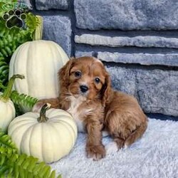 Bella/Cavalier King Charles Spaniel									Puppy/Female	/6 Weeks,Bella is outgoing,playful and have sweet cavapoo temperment. She’s looking for her forever home. 