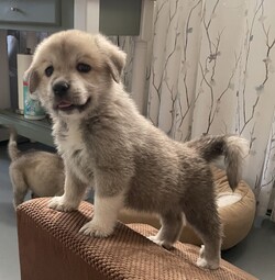 Kiki/Great Pyrenees/Female/Baby