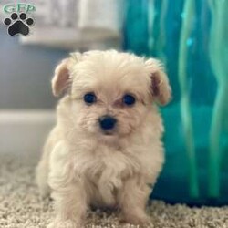 Davy/Pomapoo Puppy/Male /7 Weeks Davy/Pomapoo Puppy/Male /7 Weeks,Davy is a sweet Pomapoo puppy. He is living in our home with children and other family dogs. He is very social and outgoing. Davy is eating dry puppy food and weened from his mother . He has been vet checked , dewormed, and first set of shots! We play with Davy daily multiple times a day. Also, he is going out to grass for potty training . Call to come visit Davy or for any videos!