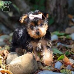 June/Yorkie									Puppy/Female	/11 Weeks,Meet June, a tiny AKC Yorkshire Terrier with a big heart and personality! This little girl is extremely playful and affectionate. With her silky coat and those bright, curious eyes, June is always ready to explore the world by your side. She’s sweet, outgoing, and she loves a good cuddle after a day of adventure. She is a true companion who will melt your heart with her loyalty and spunky spirit. Whether she’s chasing after toys or curling up in your lap, she knows how to bring joy to any ordinary day!