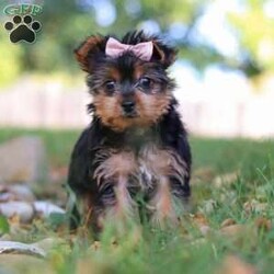 June/Yorkie									Puppy/Female	/11 Weeks,Meet June, a tiny AKC Yorkshire Terrier with a big heart and personality! This little girl is extremely playful and affectionate. With her silky coat and those bright, curious eyes, June is always ready to explore the world by your side. She’s sweet, outgoing, and she loves a good cuddle after a day of adventure. She is a true companion who will melt your heart with her loyalty and spunky spirit. Whether she’s chasing after toys or curling up in your lap, she knows how to bring joy to any ordinary day!