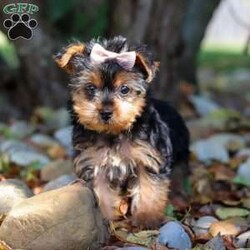 June/Yorkie									Puppy/Female	/11 Weeks,Meet June, a tiny AKC Yorkshire Terrier with a big heart and personality! This little girl is extremely playful and affectionate. With her silky coat and those bright, curious eyes, June is always ready to explore the world by your side. She’s sweet, outgoing, and she loves a good cuddle after a day of adventure. She is a true companion who will melt your heart with her loyalty and spunky spirit. Whether she’s chasing after toys or curling up in your lap, she knows how to bring joy to any ordinary day!