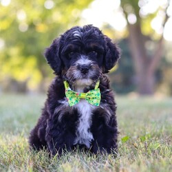 Jude/Bernedoodle									Puppy/Male	/7 Weeks,Meet Jude, the epitome of cuteness in Bernedoodle form! With a soft cuddly coat, his expressive eyes brimming with curiosity, he twinkles with excitement. This darling puppy antic add to his irresistible charm as he prances around with a playful bounce that melts hearts, his button nose twitches with excitement leading him on adventures to discover the wonders of the world around him.  