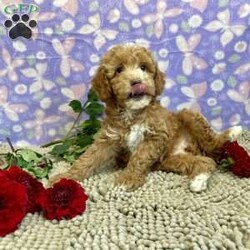 Polly/Miniature Poodle									Puppy/Female	/July 19th, 2024,Meet Polly a cute, little girl,  she is ACA Reg. Microchipped , Vet checked and shots are up to date.   Call us to make her your little buddy  Lavern Reiff License #3221