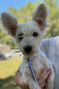 Louie/West Highland White Terrier / Westie/Male/Adult