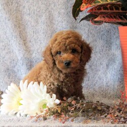 Tootsie/Miniature Poodle									Puppy/Female	/8 Weeks,Check out Tootsie, a sweet Miniature Poodle puppy eager to meet you! This happy girl is family-raised with children and socialized. Also, Tootsie is vet checked and up to date on shots & wormer, plus the breeder provides a 30-day health guarantee. If you want to learn more about this fluffy pup who can be registered with the ACA, please call Alvin today!