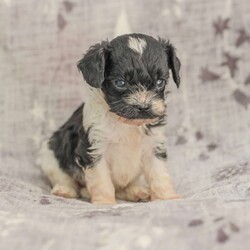 Jeremy/Cavapoo									Puppy/Male	/5 Weeks,Adorable, Playful, and Friendly! These Cavapoo puppies are family raised with lots of love and attention!