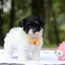 Jack/Maltipoo									Puppy/Male	/8 Weeks,Say hello to Jack, one of the cutest F1 Maltipoo babies you will ever meet! He is a true sweetheart with a heart of gold. He loves snuggling and being held! He also enjoys stuffed animals and playing with his many toys. He has been loved and doted on since birth and we’ve kept him current on vaccines and deworming. He’s also had his first vet visit and is microchipped. He comes with our one year genetic health guarantee. 