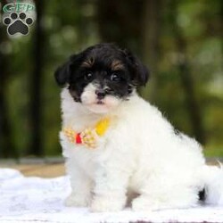 Jack/Maltipoo									Puppy/Male	/8 Weeks,Say hello to Jack, one of the cutest F1 Maltipoo babies you will ever meet! He is a true sweetheart with a heart of gold. He loves snuggling and being held! He also enjoys stuffed animals and playing with his many toys. He has been loved and doted on since birth and we’ve kept him current on vaccines and deworming. He’s also had his first vet visit and is microchipped. He comes with our one year genetic health guarantee. 