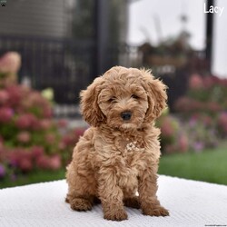 Lacey/Cockapoo									Puppy/Female	/9 Weeks,Our adorable Cockapoo puppies are searching for their forever loving homes! These delightful pups are family-raised with plenty of love and care, ensuring they are well-socialized and ready to bond with their new families. Their mom, Lana, is a gentle Cocker Spaniel with a sweet temperament, while their dad is a Mini Red Poodle known for his intelligence and affectionate nature. The combination of these two breeds creates puppies that are playful, loyal, and full of charm. Each puppy has been thoroughly vet-checked and is up-to-date on all vaccinations and dewormer, guaranteeing they are healthy and ready to join their new homes. If you’re looking for a furry friend to bring joy and companionship, these Cockapoo puppies are the perfect match!