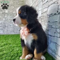 CARMA/Bernese Mountain Dog									Puppy/Female	/6 Weeks,LOOK AT ME! A happy healthy friendly fluffy playful puppy. Raised in the rolling hills of holmes County. Where we play outside everyday. Come meet me or I can be transported to your front door for a small additional fee.text or call for more info. 