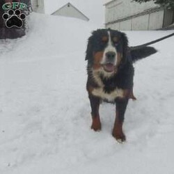 GIGI/Bernese Mountain Dog									Puppy/Female	/6 Weeks,LOOK AT ME.A happy healthy fluffy friendly playfully  little puppy. Born in the rolling hills of  holmes  country where we  play outside everyday. Come meet me or I can be transported to your front door for a small additional fee.text or call for more info. 