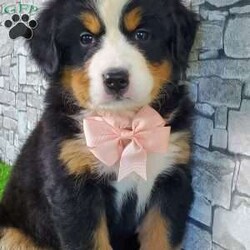 CARMA/Bernese Mountain Dog									Puppy/Female	/6 Weeks,LOOK AT ME! A happy healthy friendly fluffy playful puppy. Raised in the rolling hills of holmes County. Where we play outside everyday. Come meet me or I can be transported to your front door for a small additional fee.text or call for more info. 