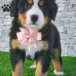 CARMA/Bernese Mountain Dog									Puppy/Female	/6 Weeks,LOOK AT ME! A happy healthy friendly fluffy playful puppy. Raised in the rolling hills of holmes County. Where we play outside everyday. Come meet me or I can be transported to your front door for a small additional fee.text or call for more info. 