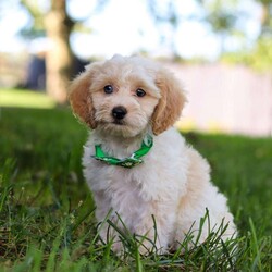 Teddy/Cockapoo									Puppy/Male	/9 Weeks,Introducing our adorable Cockapoo puppy, Teddy! This charming little boy has captured our hearts with his playful spirit and affectionate nature. His soft, beautiful coat is perfect for cuddles, and his expressive, curious eyes are filled with mischief. Whether he’s joyfully bouncing around in the backyard, playing with his favorite toys, or curling up for a nap, he is truly a ray of sunshine. He would make a wonderful addition to any loving home!