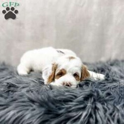 Banks/Cavapoo									Puppy/Male	/8 Weeks,Meet Banks, he is a sweet and cuddly f1b cavapoo puppy looking for his forever home. He is f1b meaning his mom is a cavapoo and his dad is a poodle. He is microchipped and up to date on all of his vaccines and dewormer and has been vet checked. We also do ENS on all of our puppies and he will also come with a 1 year genetic health guarantee. For more info contact me today!