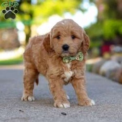 Casper/Mini Goldendoodle									Puppy/Male	/7 Weeks,Meet Casper, a bundle of energy and pure joy! This little boy is a Mini Goldendoodle with a loving heart and a personality that loves attention. His wavy, eye-catching coat and big brown eyes make him a standout. Goldendoodles are known for their intelligence and affectionate nature, always ready for playtime, snuggles, or a fun outing with their loved ones. Their adaptable temperament ensures they’ll fit right into any new home, making them ideal companions for families.