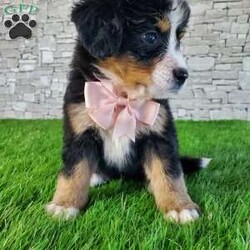 GIGI/Bernese Mountain Dog									Puppy/Female	/6 Weeks,LOOK AT ME.A happy healthy fluffy friendly playfully  little puppy. Born in the rolling hills of  holmes  country where we  play outside everyday. Come meet me or I can be transported to your front door for a small additional fee.text or call for more info. 