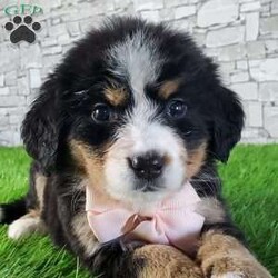 GIGI/Bernese Mountain Dog									Puppy/Female	/6 Weeks,LOOK AT ME.A happy healthy fluffy friendly playfully  little puppy. Born in the rolling hills of  holmes  country where we  play outside everyday. Come meet me or I can be transported to your front door for a small additional fee.text or call for more info. 