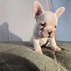 Neil/French Bulldog									Puppy/Male	/10 Weeks,Neil is a handsome white AKC registered French Bulldog puppy. He is raised by our family on our organic farmstead in Madison County New York, near Morrisville. He is super socialized, used to playing with children, and ready for a lovely new home. He is vet checked, and up to date on his vaccines and dewormer. Neil comes with a 1-year guarantee for genetic health defects. If you want to know more, please call Mervin and Verna today, and plan to meet Neil and his dad Prince and mom Tracy. We can also schedule delivery to your door!