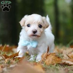 Percy/Maltipoo									Puppy/Male	/6 Weeks,Say hello to Percy! He is the missing little Fur baby in your life. This darling little gal has the cutest little face and softest, plush coat of a Maltipoo. You will fall in love with him the minute you meet him, no one can resist the cute, spunky, and sweet personality of this little one. Percy loves to play with his favorite people, always showing off his adorable little bounces and his little tail is constantly wagging. He loves to beg for toys and treats, knowing you can’t say no to all the cuteness. He has been receiving lots of loving attention and care since day one, preparing him to join his forever family with confidence. 