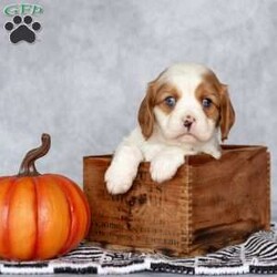 Bradley/Cavalier King Charles Spaniel									Puppy/Male	/August 25th, 2024,Hi….my name is Bradley. With my gorgeous blue eyes and loving personality I’ll steal your heart for keeps! 