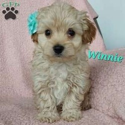 Winnie/Toy Poodle Mix									Puppy/Male	/7 Weeks,Meet sweet lil cuddly Winnie!! Family raised with tender loving care and is well socialized with children and adults Caring heart and sweetness made for a special friend who will always be there comforting you with lots of love! We gave mom to our children for Christmas a few years ago now they wanted little fur-babies!!! We have 3 children so our fur-babies get lots of attention!! Call Susan to schedule a visit! I work on Tuesdays so if you call during that time I’ll get back to you as soon as possible!! You would get along vet certificate, microchip numbers, health records, warranty thats good for up to 1 year and a lil baggy food!! 