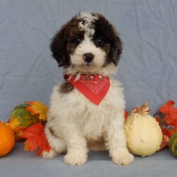 Max/Mini Goldendoodle									Puppy/Male	/7 Weeks,Prepare to fall in love !!! My name is Max and I’m the sweetest little F1b mini goldendoodle looking for my furever home! One look into my warm, loving eyes and at my silky soft coat and I’ll be sure to have captured your heart already! I’m very happy, playful and very kid friendly and I would love to fill your home with all my puppy love!! I am full of personality, and I give amazing puppy kisses! I stand out way above the rest with my beautiful fluffy merle and white coat! I will come to you vet checked, microchipped and up to date on all vaccinations and dewormings . I come with a 1-year guarantee with the option of extending it to a 3-year guarantee and our puppies also come with 30 days of pet insurance! My mother is Myla, our 27#mini goldendoodle with a heart of gold and my father is Nimbo, our beautiful 13# chocolate merle mini poodle and he has been genetically tested clear! Both of my parents are very sweet and kid friendly which will make me the same and they are available to meet!! I will grow to approx 18-20# and I will be hypoallergenic and nonshedding! Why wait when you know I’m the one for you? Call or text Martha to make me the newest addition to your family and get ready to spend a lifetime of tail wagging fun with me! (7% sales tax on in home pickups)