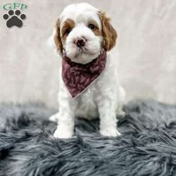 Banks/Cavapoo									Puppy/Male	/8 Weeks,Meet Banks, he is a sweet and cuddly f1b cavapoo puppy looking for his forever home. He is f1b meaning his mom is a cavapoo and his dad is a poodle. He is microchipped and up to date on all of his vaccines and dewormer and has been vet checked. We also do ENS on all of our puppies and he will also come with a 1 year genetic health guarantee. For more info contact me today!