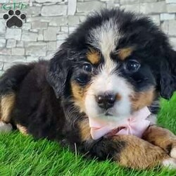 GIGI/Bernese Mountain Dog									Puppy/Female	/6 Weeks,LOOK AT ME.A happy healthy fluffy friendly playfully  little puppy. Born in the rolling hills of  holmes  country where we  play outside everyday. Come meet me or I can be transported to your front door for a small additional fee.text or call for more info. 