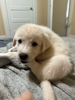 Sugar/Anatolian Shepherd/Female/Baby