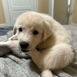 Adopt a dog:Sugar/Anatolian Shepherd/Female/Baby,Sugar is one of six siblings we brought in as an owner surrender. She is the last of the six siblings looking for her forever home. She is a sweet soul. Why she is still available is a surprise to us. She is 3/4 Anatolian Shepherd and 1/4 Great Pyrenees. She will be a large girl and have Livestock Guardian dog in their DNA. 

The adoption fee for this pet covers the cost of care and training which may have been for several weeks or several months depending on the health and training needs. The fee also covers all vet bills during this time to ensure his/her health is improved or maintained and provides you with assurance that this dog has been well cared for while in our possession and evaluated to meet your home's needs. Included in this fee is also life- long training support provided by PLAY! K9 Academy located in Bradenton, FL as well as Life time microchip registration. 

When you adopt from a local shelter, you may not receive any medical history for this dog nor will you receive any behavioral history. We hope you understand that the minimal adoption fee we are asking is to continue our mission to rescue unwanted herding and working breeds from shelters/owners and get them adopted to their forever home. 

PLAY! K9 Rescue will pay for the spay/neuter of this adopted dog. The spay/neuter must be done at a clinic or veterinarian's office approved by PLAY! K9 Rescue. If the adopter chooses to take the pet to their own veterinarian for the spay/neuter procedure, PLAY! K9 Rescue will refund the cost equivalent to an approved PLAY! K9 Rescue veterinarian or clinic.

All of our unaltered pets have a fully refundable deposit of $150.00 included within the adoption fee. Once the pet is altered at the appropriate time and proof supplied to our rescue, the adopter will be reimbursed $150.00. Our adoption contract explains this process in detail.